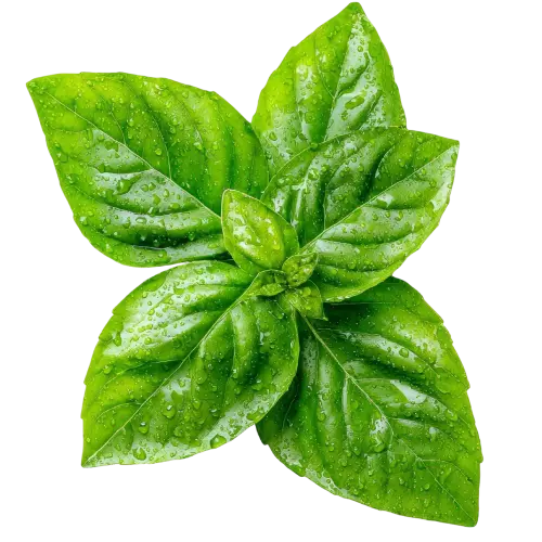 Basil Leaves