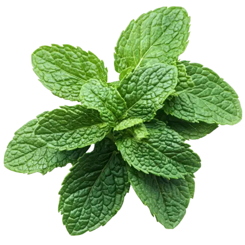 Mint Leaves